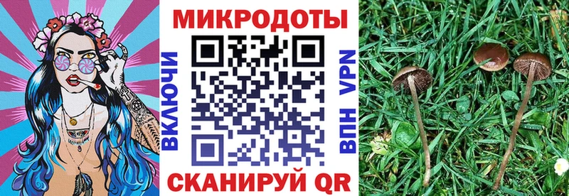 Купить закладки  Светогорск  Псилоцибиновые грибы GOLDEN TEACHER 